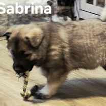 Thumbnail photo of PUPPY SABRINA #4