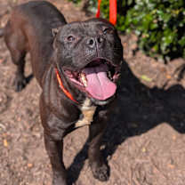 Thumbnail photo of Bugle #2