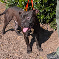 Thumbnail photo of Bugle #3