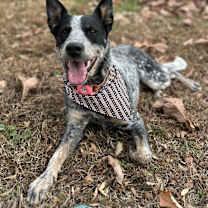 Thumbnail photo of Roo #2