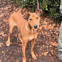 Thumbnail photo of Daisy #2