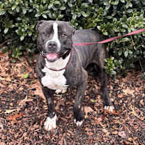 Thumbnail photo of Hawke #2