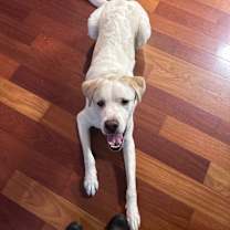 Thumbnail photo of Dug #3