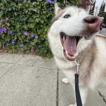 Thumbnail photo of Ichigo #3