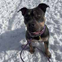 Thumbnail photo of Brie VII 43 #2