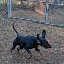Thumbnail photo of Pecan Pie #2