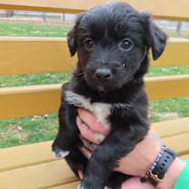 Thumbnail photo of Prancer #2