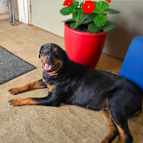 Thumbnail photo of Hera #1