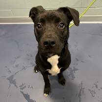 Thumbnail photo of Quicksilver #1