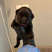 Thumbnail photo of Nadia 6043 #2