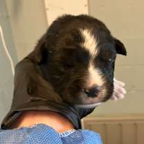 Thumbnail photo of Nella 1223 #2