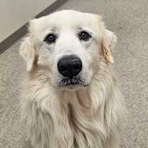 Thumbnail photo of Blizzard #2