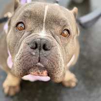 Thumbnail photo of Rosie #1