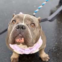 Thumbnail photo of Rosie #2