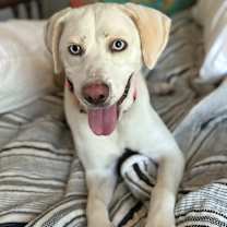 Thumbnail photo of Opal #1