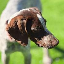 Thumbnail photo of Scarlett #4