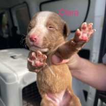 Thumbnail photo of Clara #2