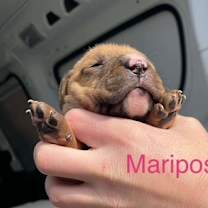 Thumbnail photo of Mariposa #2