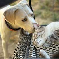 Thumbnail photo of Opal #4