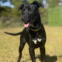 Thumbnail photo of Lola  #1