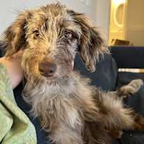 Thumbnail photo of Birdie #4