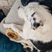 Thumbnail photo of Dolores #4