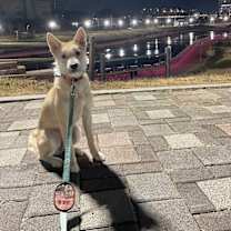 Thumbnail photo of SCOTTIE #2