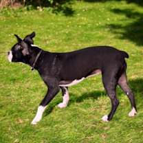 Thumbnail photo of Yorkie #2