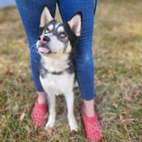 Thumbnail photo of CHASE #1