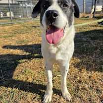 Thumbnail photo of BRODY #2