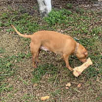 Thumbnail photo of Dixie #4