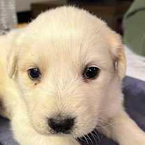 Thumbnail photo of Stormy #1