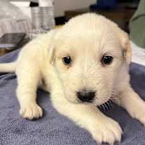 Thumbnail photo of Stormy #2