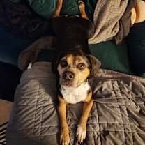 Thumbnail photo of Leo #2