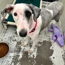 Thumbnail photo of Houdini  #3