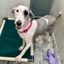 Thumbnail photo of Houdini  #4