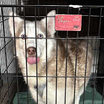 Thumbnail photo of Diamond JuM #2