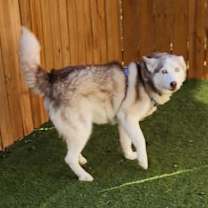 Thumbnail photo of Diamond JuM #3