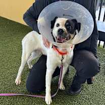 Thumbnail photo of Milo #1