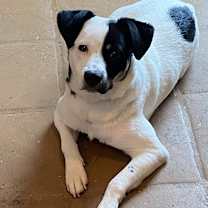 Thumbnail photo of Milo #2