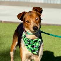 Thumbnail photo of Screech #1