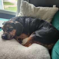 Thumbnail photo of Leo #4