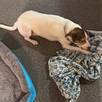 Thumbnail photo of Zailo #4