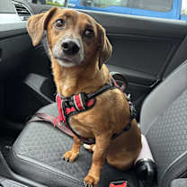 Thumbnail photo of Milo #3