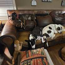 Thumbnail photo of Dixie #2