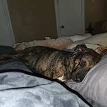 Thumbnail photo of Dixie #3