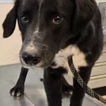 Thumbnail photo of Levi #1