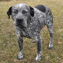 Thumbnail photo of Blue Berry #1