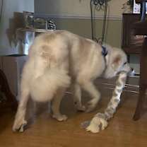 Thumbnail photo of JoeJoe #4