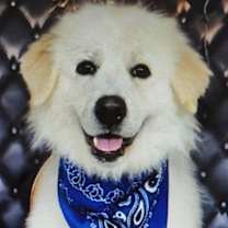 Thumbnail photo of JoeJoe #1